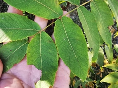 Juglans hirsuta