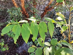 Juglans hirsuta