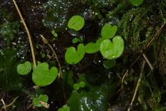 Corybas rivularis
