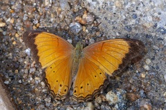 Cirrochroa malaya