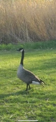 Branta canadensis