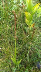 Platanthera dilatata leucostachys