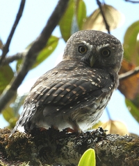 Glaucidium jardinii