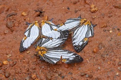 Cyrestis maenalis