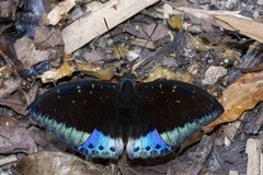 Lexias dirtea
