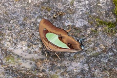 Polyura hebe