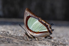 Polyura jalysus