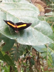 Catonephele acontius acontius