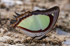 Polyura jalysus