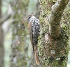 Lepidocolaptes squamatus