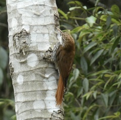 Lepidocolaptes squamatus