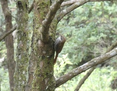 Lepidocolaptes squamatus