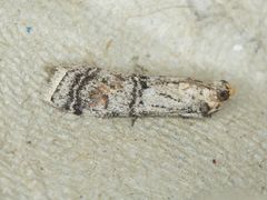 Anadelosemia condigna