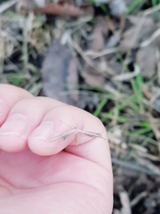 Stenoptilia