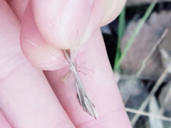 Stenoptilia