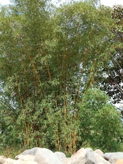 Phyllostachys aureosulcata