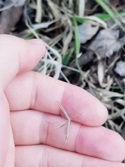 Stenoptilia