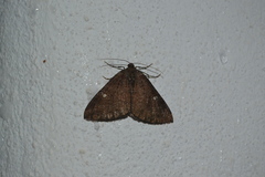 Larentia malvata