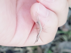 Stenoptilia