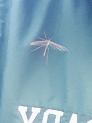 Stenoptilia
