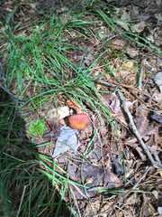 Fungi