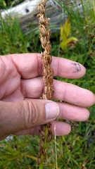 Platanthera dilatata leucostachys