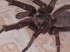 Acanthoscurria