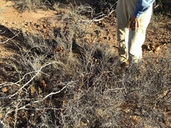 Calystegia stebbinsii