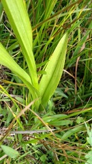 Platanthera dilatata leucostachys