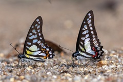 Graphium bathycles