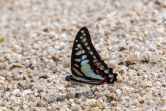 Graphium evemon