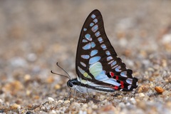 Graphium evemon