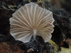Entoloma pitereka