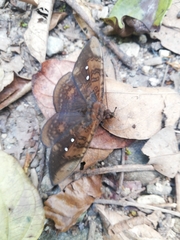 Hemeroblemma lioneli