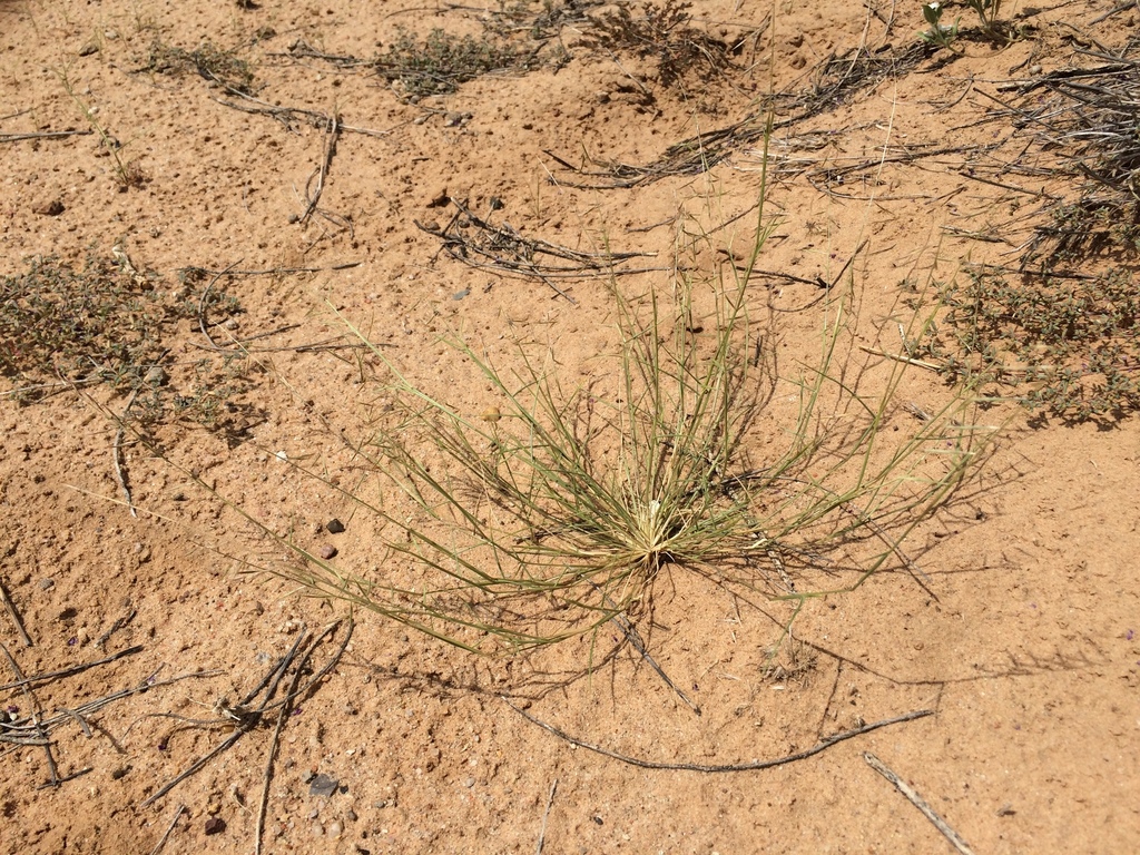 Needle Grama from Organ Mountains, Anthony, NM, US on September 09 ...