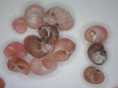 Hiloa variabilis