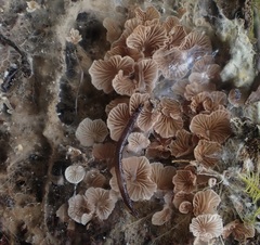 Entoloma pitereka