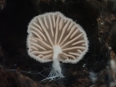 Entoloma pitereka