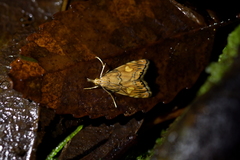 Glaucocharis leucoxantha