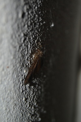 Larentia malvata