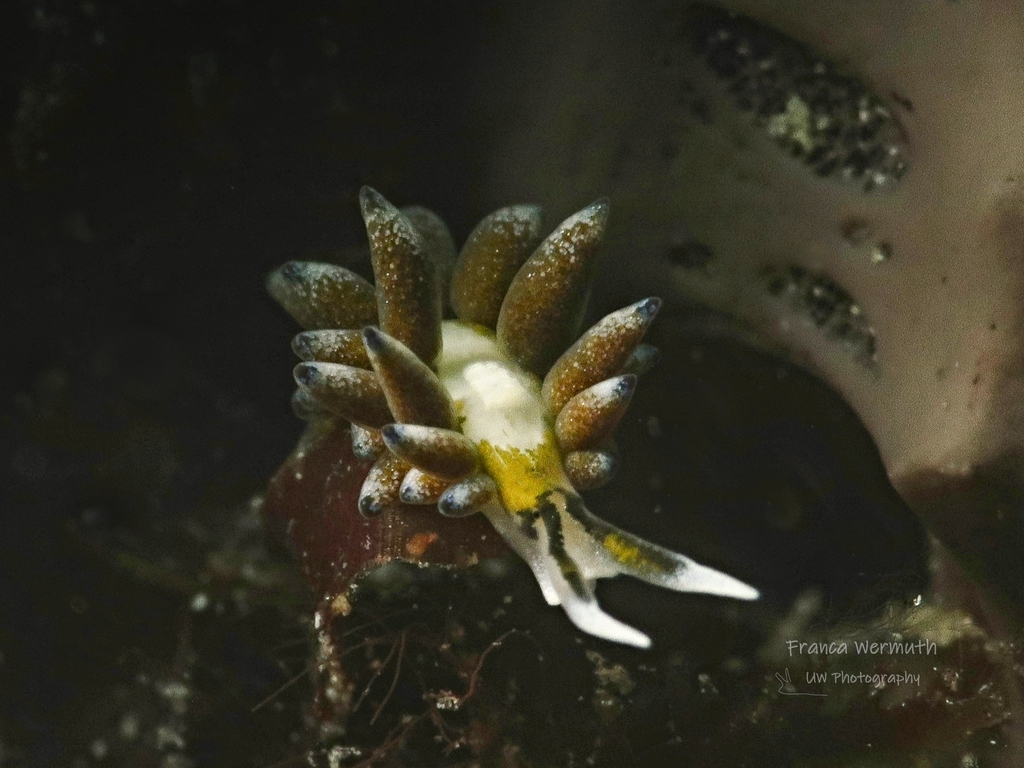 Ercolania endophytophaga