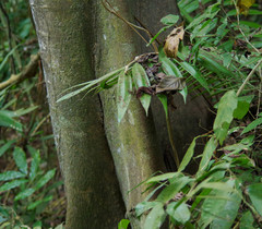 Ceiba trischistandra