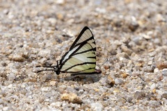 Graphium agetes