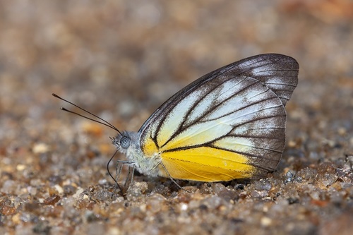 Yellow Puffin