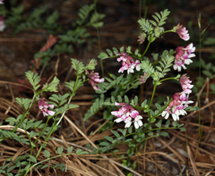Hosackia stipularis ottleyi
