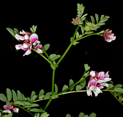 Hosackia stipularis ottleyi