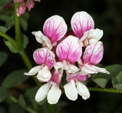 Hosackia stipularis ottleyi
