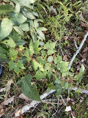 Vitis palmata