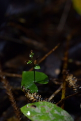 Acianthus sinclairii