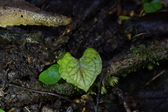 Corybas acuminatus